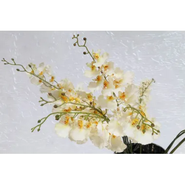 ONCIDIUM SPRAY 37'' CM ... MIN 12  